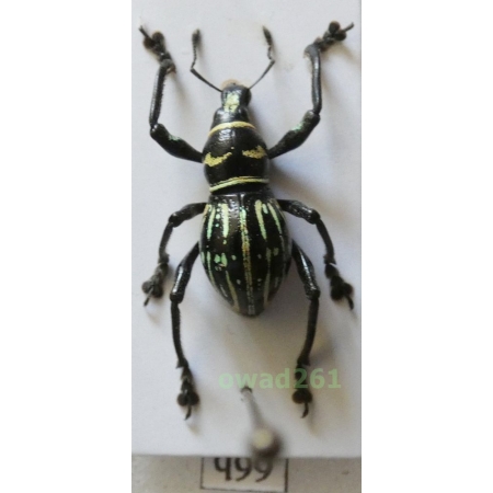 Metapocyrtus ostentator (Heller, 1916) male Philippines66b